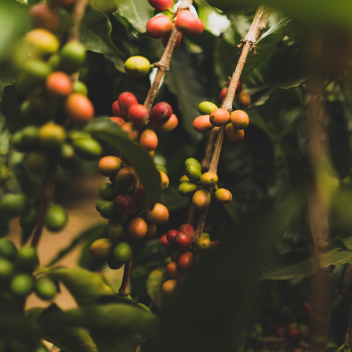 Coffee cherries on a branch